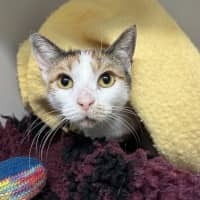 Photo of Sweetie 