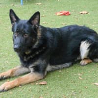 Photo of Boris