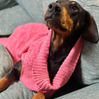 Photo of Ms S. Von Dobermann