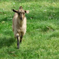 Photo of Cappuccino/Nessi 