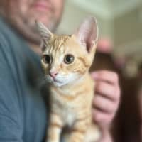 Photo of 🧡 Tiger 🖤