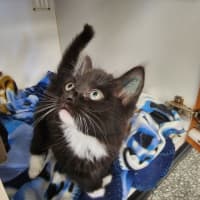 Photo of The Licorice Litter!