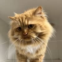 Photo of Cheezel
