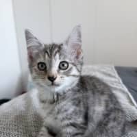 Photo of Nutmeg