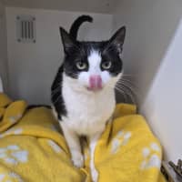Photo of Kitty