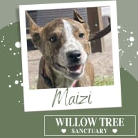 Photo of Maizi