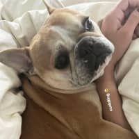 Photo of Lulu 🌸 Assisted Rehome