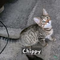 Photo of Chipmunk 