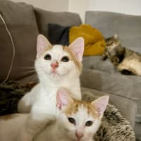 Photo of Pickles