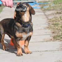 Photo of Marshal