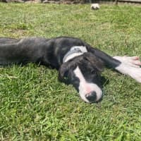 Photo of Buttercup