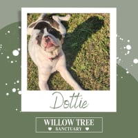 Photo of Dottie