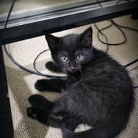 Photo of Meatball, Ziggy, Oreo & Chip