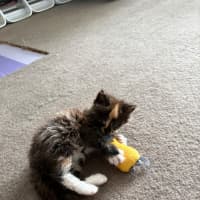 Photo of Princess Donut