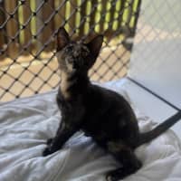 Photo of Freya