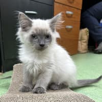 Photo of Biscuit