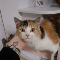 Photo of Opal