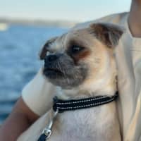 Photo of Otis   7 Year Old Brussels Griffon