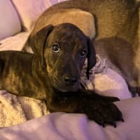 Photo of Hershey