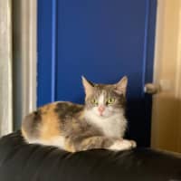 Photo of Lola   2 Year Old Manx X Dsh Dilute Calico