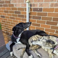 Photo of Drew, The Greyhound