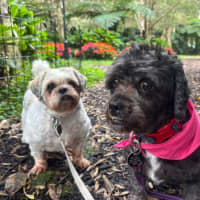 Photo of Coco And Nero   Bonded Pair