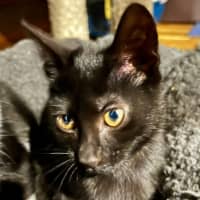 Photo of Colt