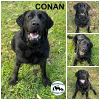 Photo of Conan 