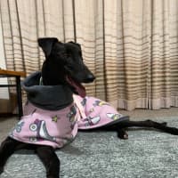 Photo of Izzie