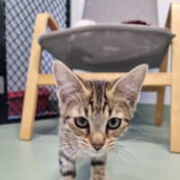 Photo of Daphne