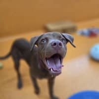 Photo of Nugget