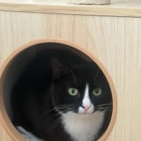 Photo of Maggie *9 Lives Project Rescue*