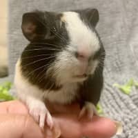 Photo of Vincent