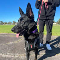 Photo of Sacha   1.5 Year Old German Shepherd (On Trial)