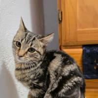Photo of Willow