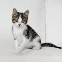 Photo of Otis