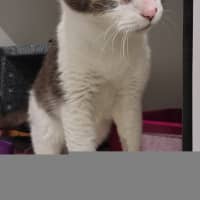 Photo of Samson 