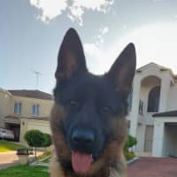Photo of Diesel