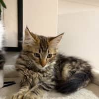 Photo of Berlioz