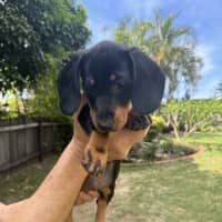 Photo of Luna's Puppies Just Released