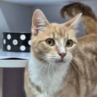 Photo of Peanut