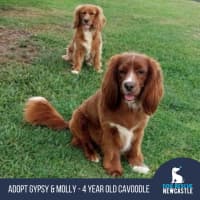 Photo of Gypsy & Molly   4 Year Old Cavoodles