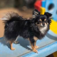 Photo of Bear