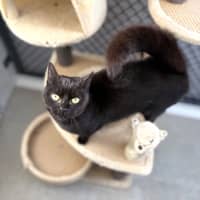 Photo of Midnight