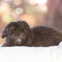 Photo of Onyx