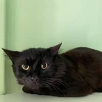 Photo of Sapphire
