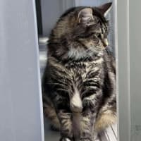 Photo of Pistachio   In Foster Care In Malvern East