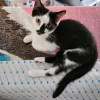 Photo of Hallie (Jalapeño)