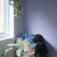 Photo of Smudge   8yom Mini Poodle, Male (On Trial 18/4/25)