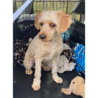 Photo of Pippin